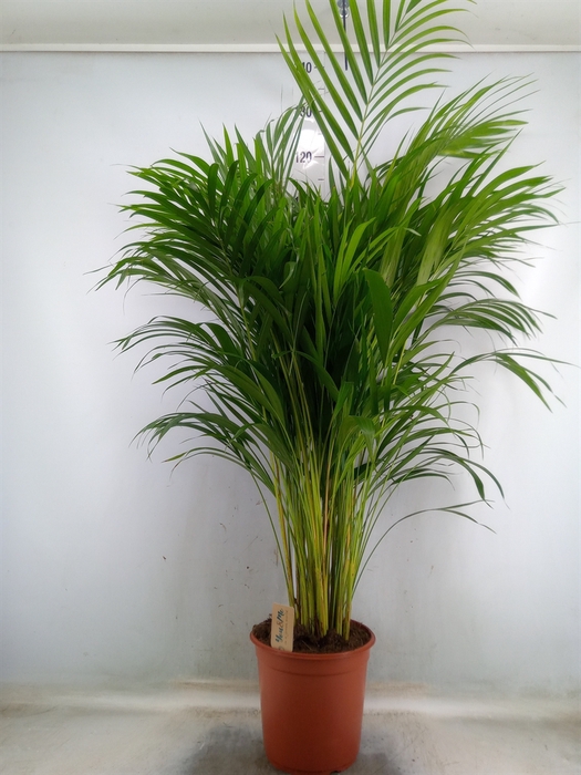 <h4>Dypsis lutescens   ...Chrysalidoca</h4>