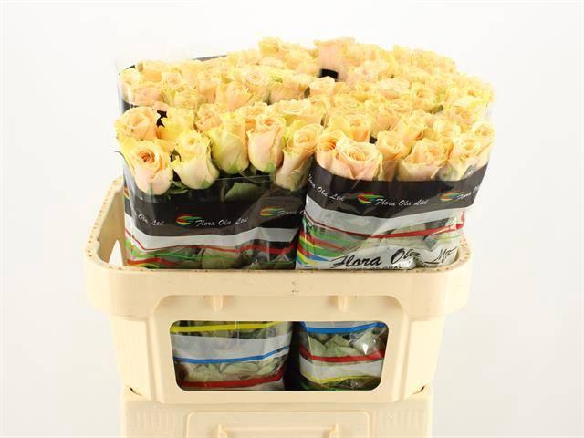 <h4>R GR PRIMAVERA</h4>