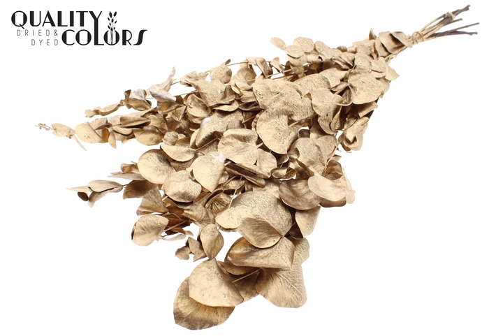 Eucalyptus Dried per bunch Antique Gold