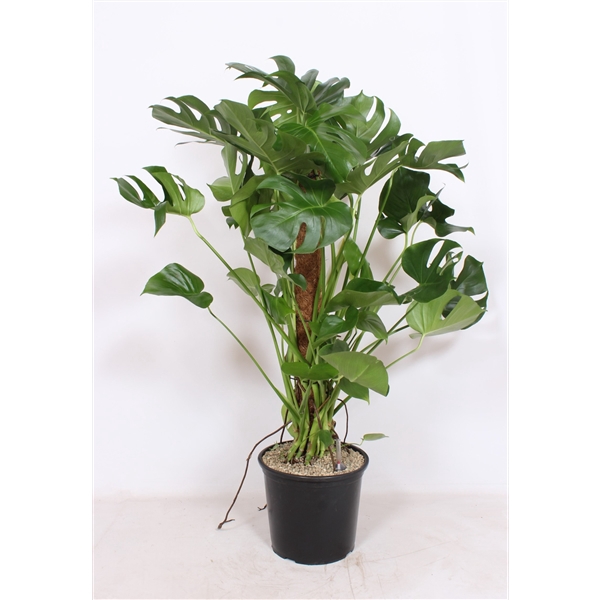 <h4>Monstera deliciosa</h4>