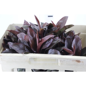 FOLHAGEM DRACENA BABY CHOCOLATE