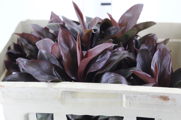 <h4>FOLHAGEM DRACENA BABY CHOCOLATE</h4>