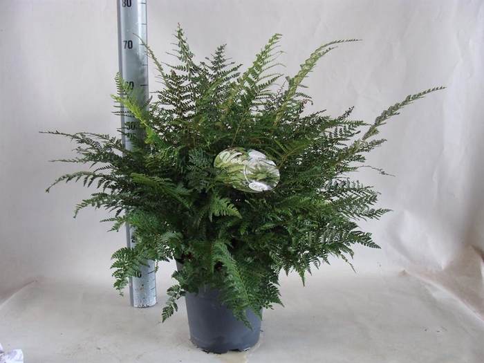 <h4>Asplenium   ...</h4>