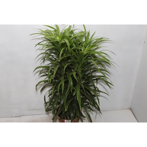 DRACENA REFLEXA ANITA P17