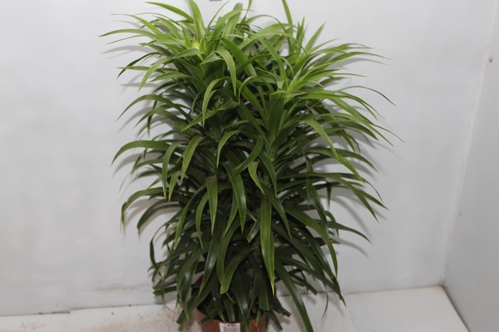 DRACENA REFLEXA ANITA P17