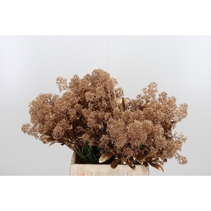 Skimmia Kl Bh Antiek Goud