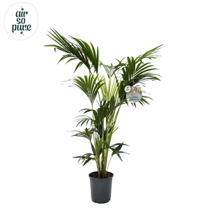 KENTIA - P24 H160 - 6PP - Air So Pure (howea forsteriana)