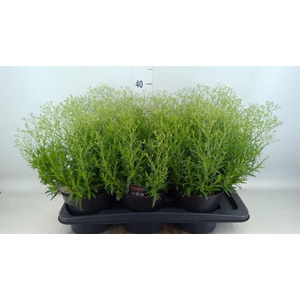 Gypsophila panic. 'Summer Sparkles'