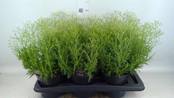 <h4>Gypsophila panic. 'Summer Sparkles'</h4>