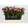 Paeonia Sarah Bernhardt Ongeplozen