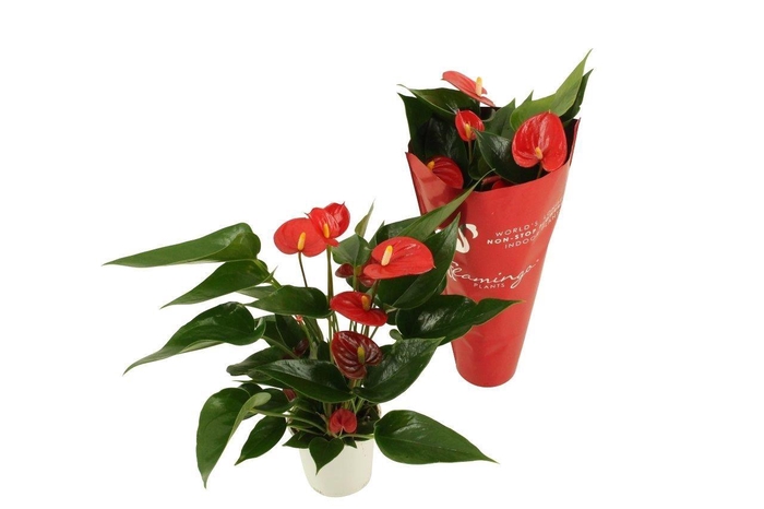 <h4>Anthurium Xl.34 Arisa red 9cm (in sierhoes)</h4>