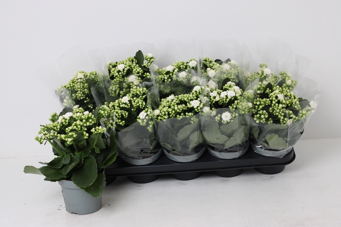 <h4>KAL GE RF SIA</h4>