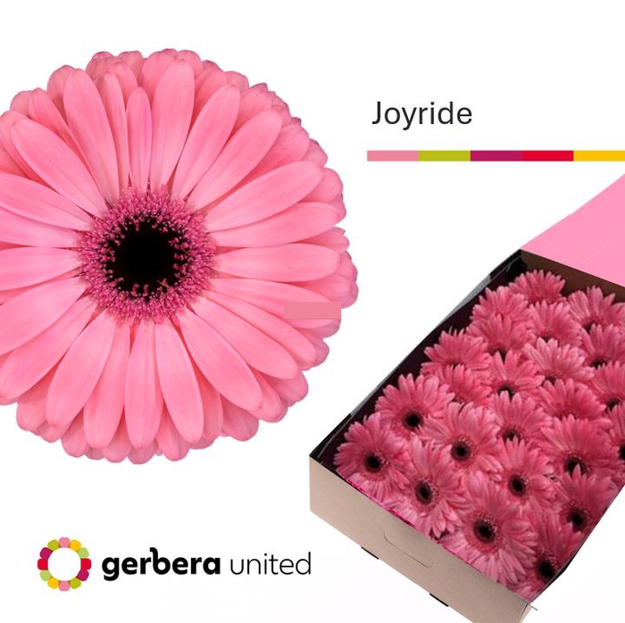 <h4>Gerbera Joyride Doos</h4>