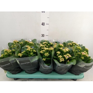 Kalanchoe blos. 'Serenity Pinkwhit'