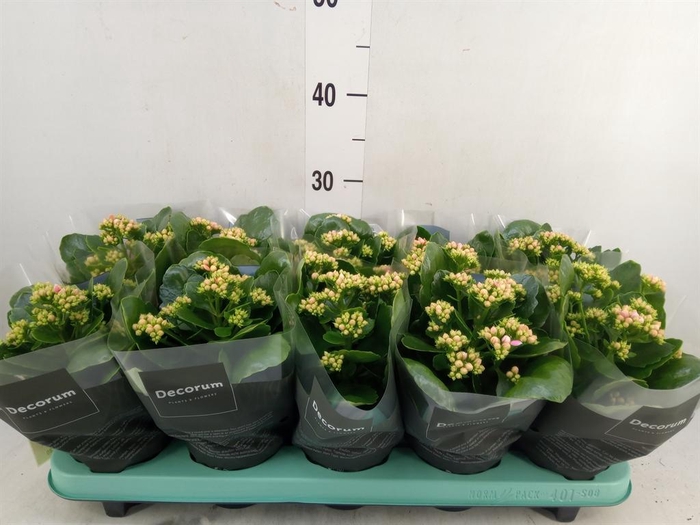 <h4>Kalanchoe blos. 'Serenity Pinkwhit'</h4>