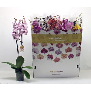 PHAL GEM 10 KL