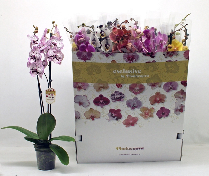 <h4>PHAL GEM 10 KL</h4>