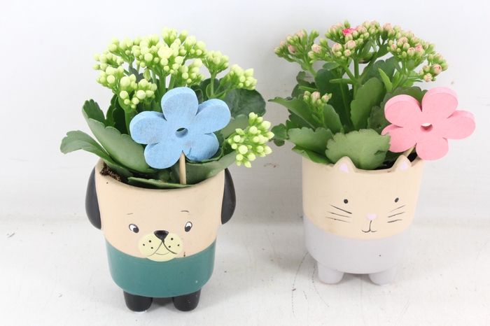 <h4>arr2 JS - Ker. potje cat dog - roze/wit</h4>