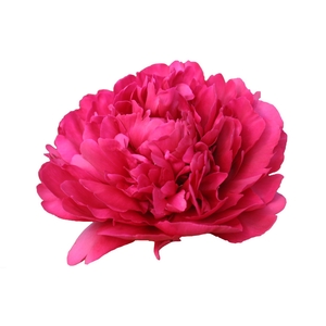 Paeonia Paul M. Wild