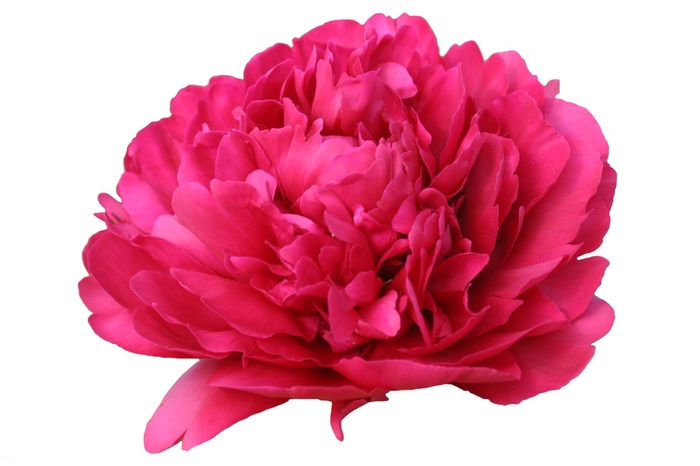 <h4>Paeonia Paul M. Wild</h4>