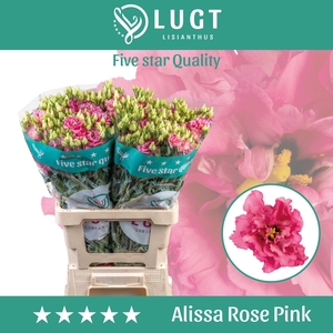 Eustoma russellianum gevuldbloemig Alissa Rose Pink