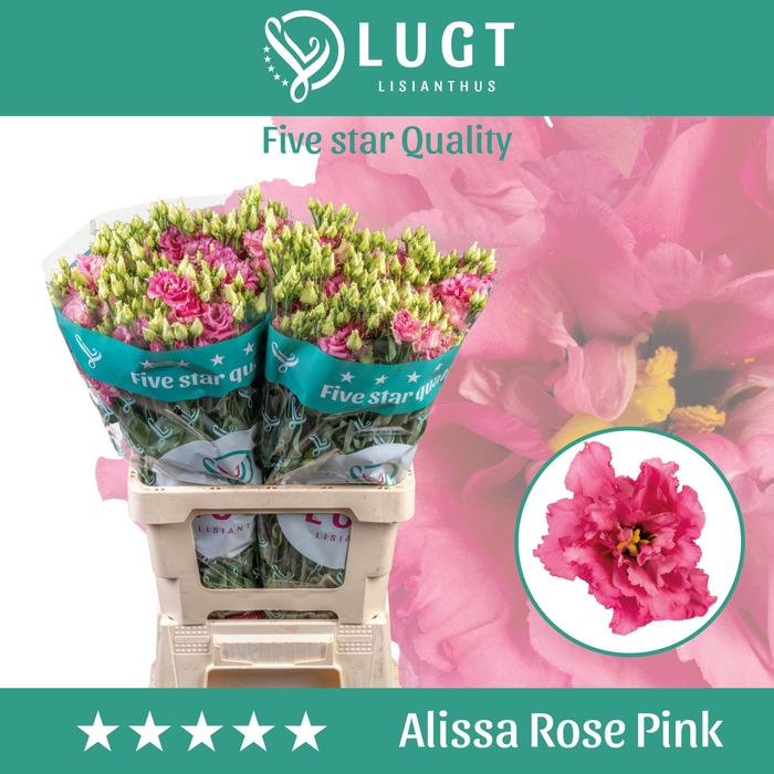 <h4>Eustoma russellianum gevuldbloemig Alissa Rose Pink</h4>