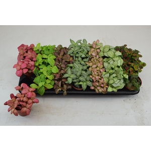 Fittonia gemengd 7 kleuren