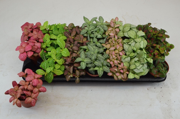 <h4>Fittonia gemengd 7 kleuren</h4>