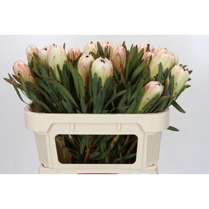 Protea White Night