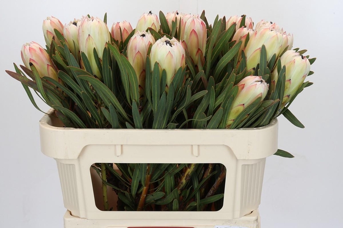 <h4>Protea White Night</h4>