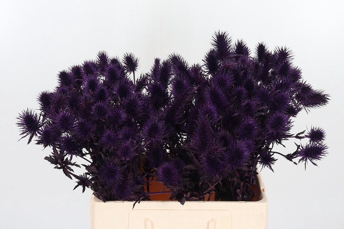 <h4>Eryn Supernova Kl Bh Aubergine</h4>