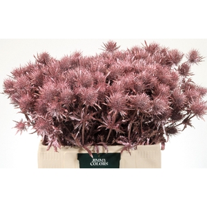 Eryngium (distel) L60 Metallic Roze