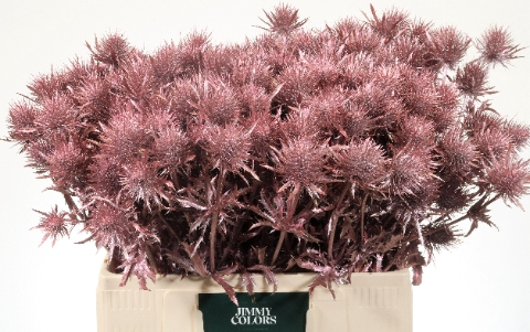 <h4>Eryngium (distel) L60 Metallic Roze</h4>