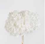 <h4>Hydrangea white stabi</h4>