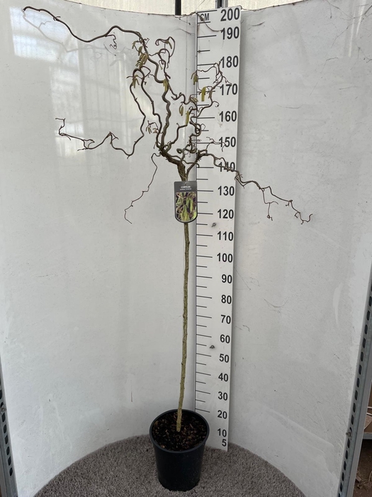 <h4>CORYLUS A CONTORTA</h4>