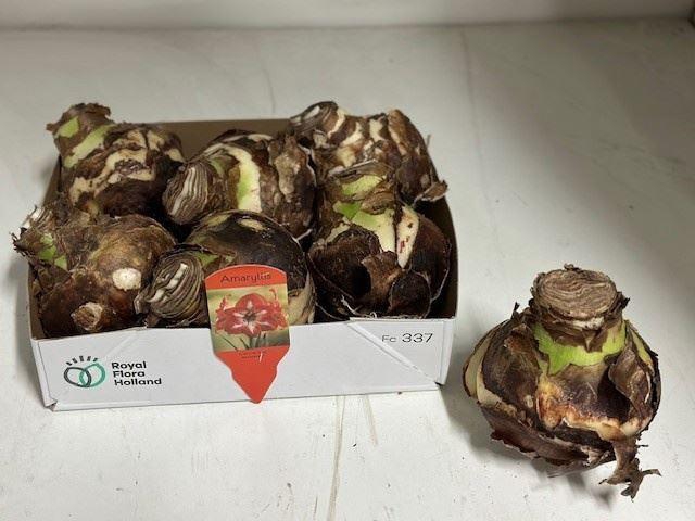 <h4>Hippeastrum bol</h4>