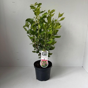 Clethra alnifolia