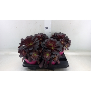 Aeonium arboreum 'Velours'