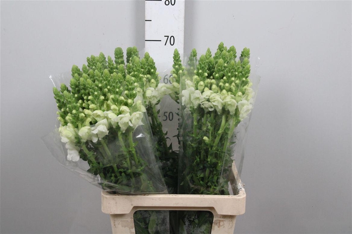 <h4>Antir Poto White</h4>