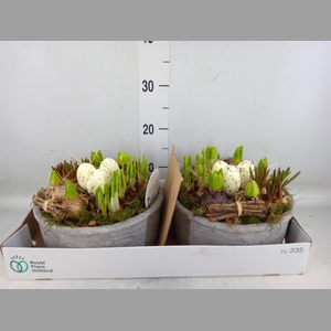 Arr.   Bol/Knolgewas L%