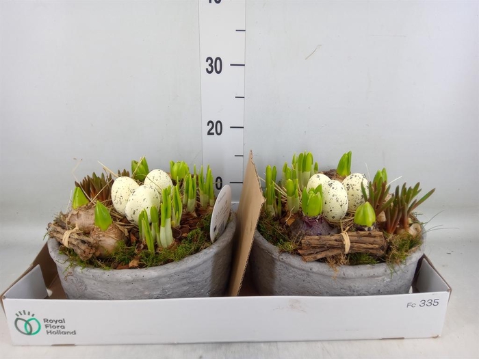 <h4>Arr.   Bol/Knolgewas L%</h4>