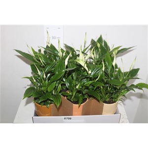 Spath Chopin 4+ Deco Potten