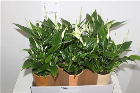 <h4>Spath Chopin 4+ Deco Potten</h4>