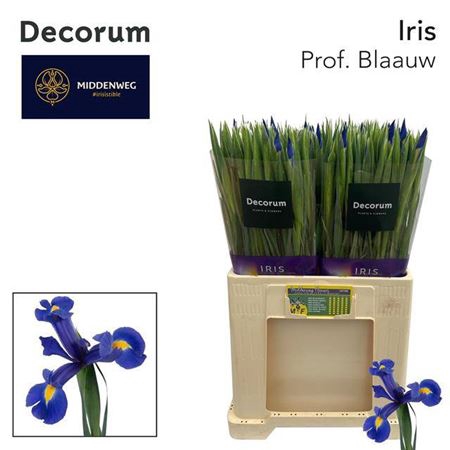 <h4>Iris Prof Blaauw</h4>