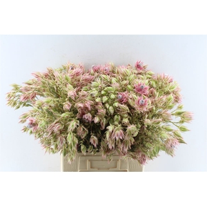 Blushing Brides Pink 10 + Extra