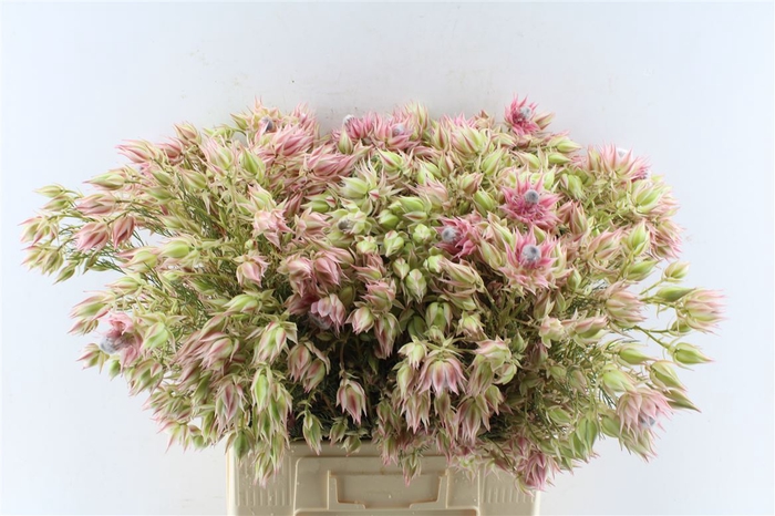 <h4>Blushing Brides Pink 10 + Extra</h4>