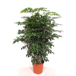 Radermachera hainanensis