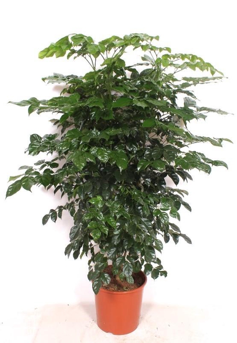 <h4>Radermachera hainanensis</h4>