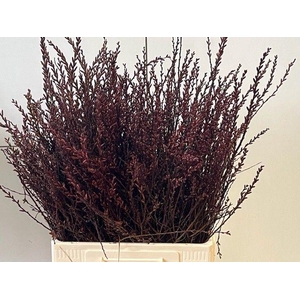 Myrica Gale