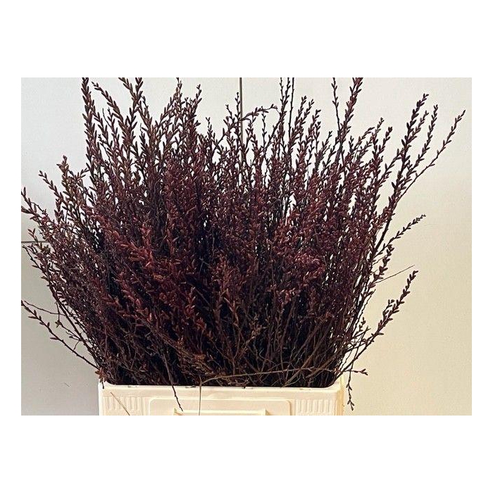 <h4>Myrica Gale</h4>